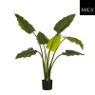 Philodendron in pot groen